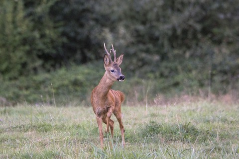 Brocard sur ses gardes