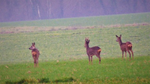 brocart et 2 chevrettes