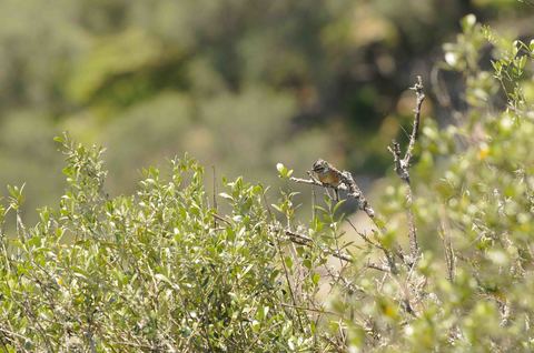 Bruant fou - Emberiza cia