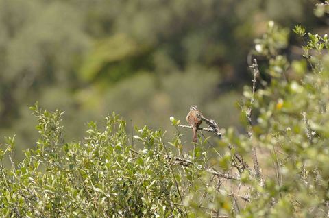 Bruant fou - Emberiza cia