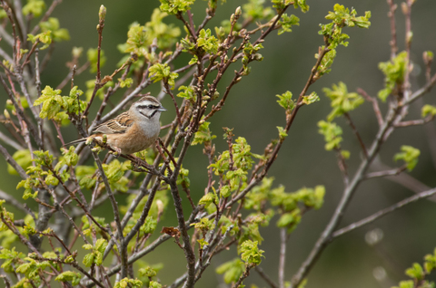 Bruant fou (Emberiza cia)