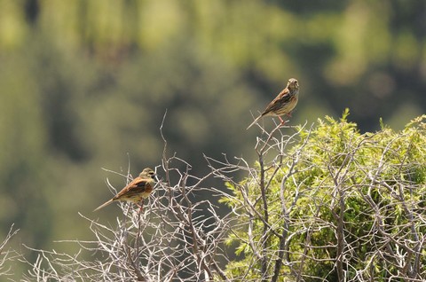 Bruant zizi - Emberiza cirlus - couple