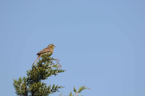 Bruant zizi - Emberiza cirlus - femelle