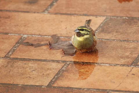 Bruant zizi - Emberiza cirlus - mâle
