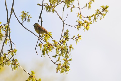 Bruant zizi - Emberiza cirlus