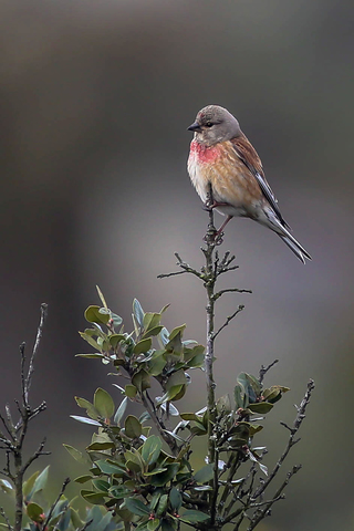 Carduelis cannabina