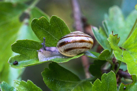 Cepaea nemoralis, lescargot des haies