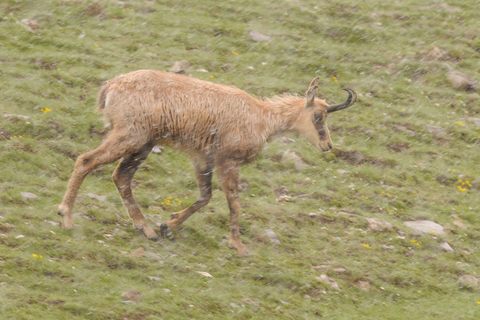 Chamois - Rupicapra rupicapra