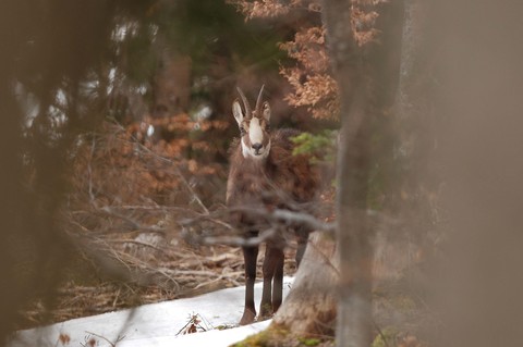 Chamois - Rupicapra rupicapra