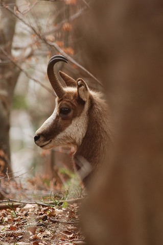 Chamois - Rupicapra rupicapra