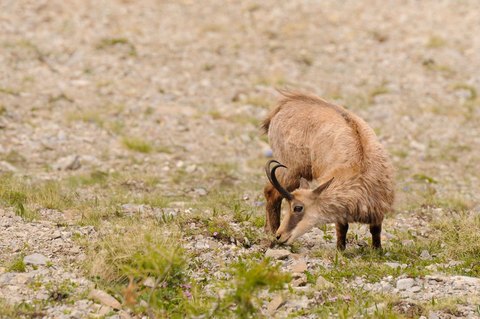 Chamois - Rupicapra rupicapra