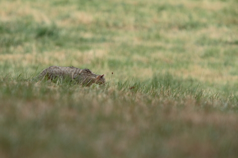 Chat Forestier en chasse
