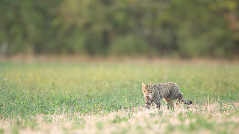 Chat forestier