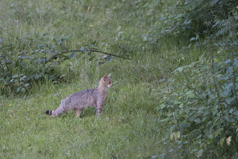 chat sauvage en chasse