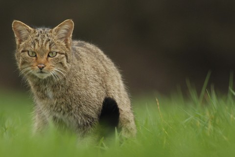 Chat sauvage - Felis silvestris