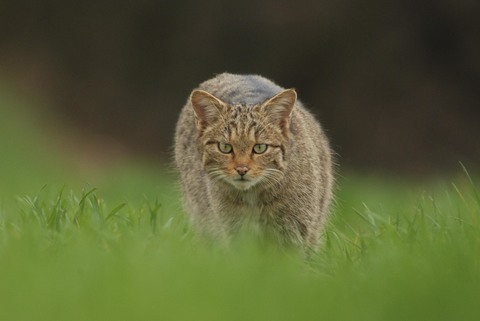 Chat sauvage - Felis silvestris