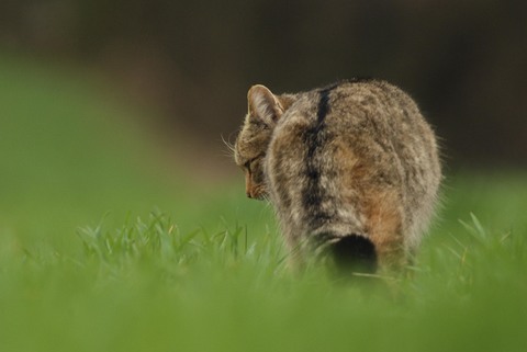 Chat sauvage - Felis silvestris
