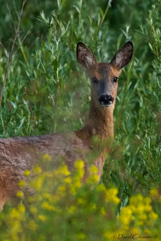 Chevreuil européen - Capreolus capreolus