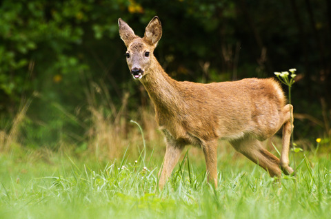 Chevreuil européen - Capreolus capreolus