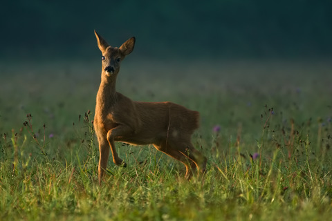 Chevreuil male avec des petits cornes qui vont sortir