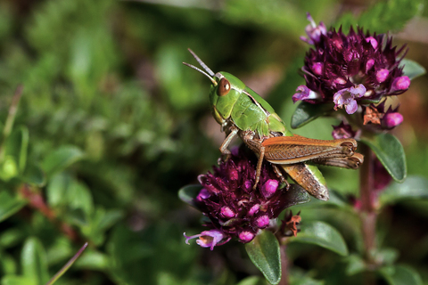 Chorthippus parallelus