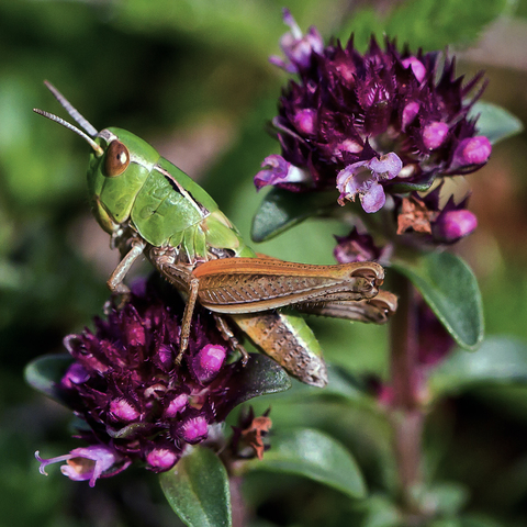 Chorthippus parallelus