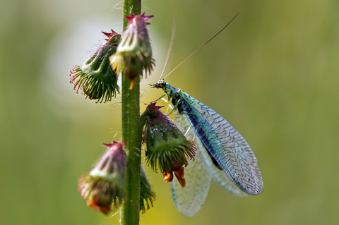 Chrysopa perla