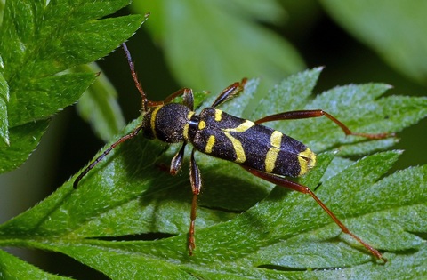 Clyte bélier (Clytus arietis)