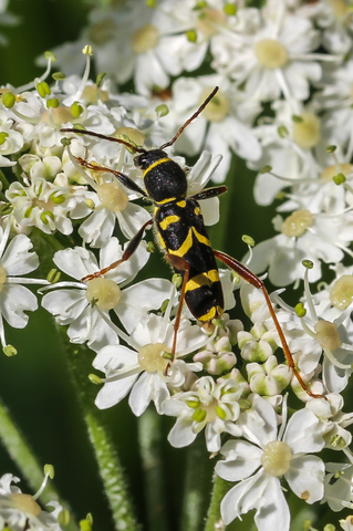 Clytus arietis, le Clyte bélier