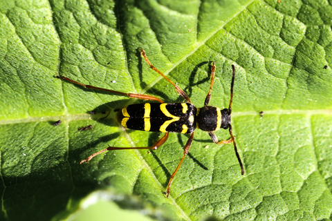 Clytus arietis, le Clyte bélier