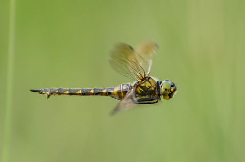 Cordulie à taches jaunes (Somatochlora flavomaculata)