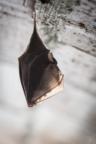 Petit rhinolophe - Rhinolophus hipposideros