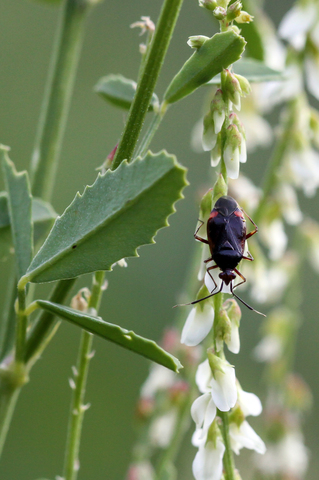 Deraeocoris ruber