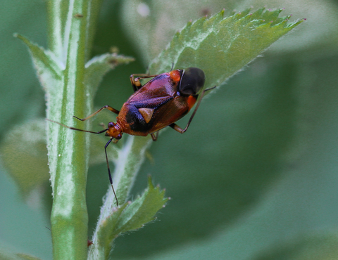 Deraeocoris ruber