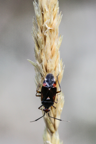 Deraeocoris ruber