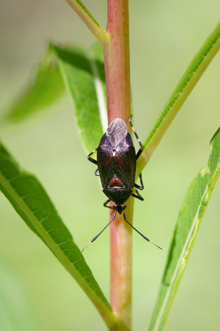 Deraeocoris ruber