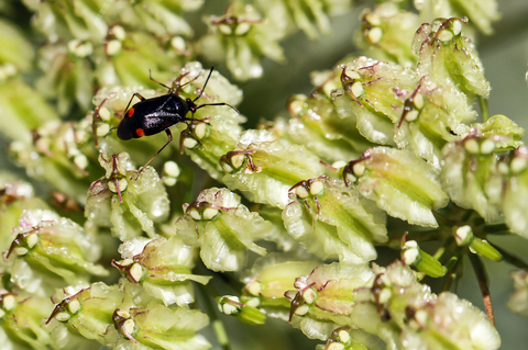 Deraeocoris ruber