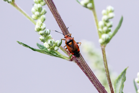 Deraeocoris ruber