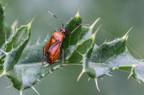 Deraeocoris ruber