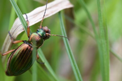 Carabus auratus