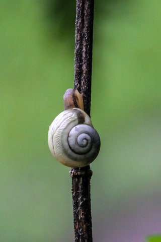 Escargot des haies - Cepaea nemoralis