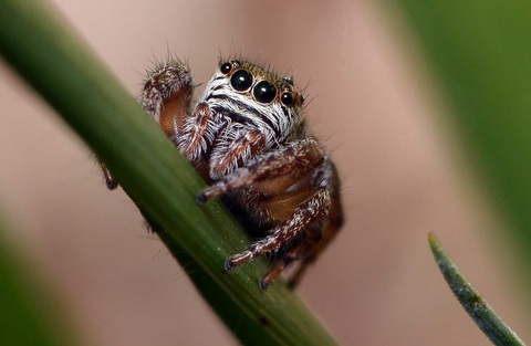 Evarcha arcuata