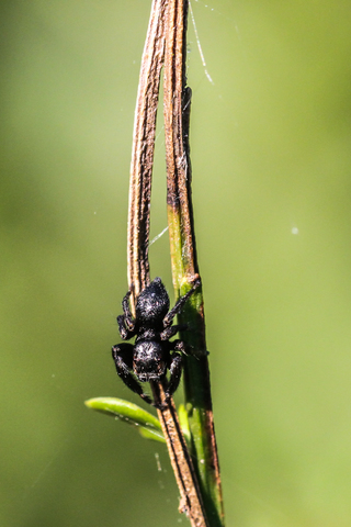 Evarcha arcuata