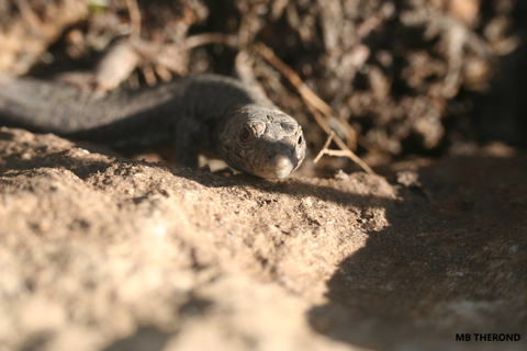 face à face avec Podarcis muralis