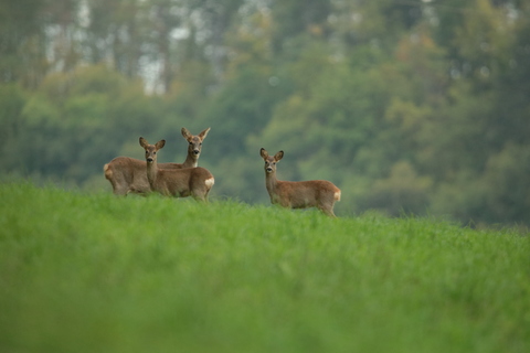 famille de chevreuils