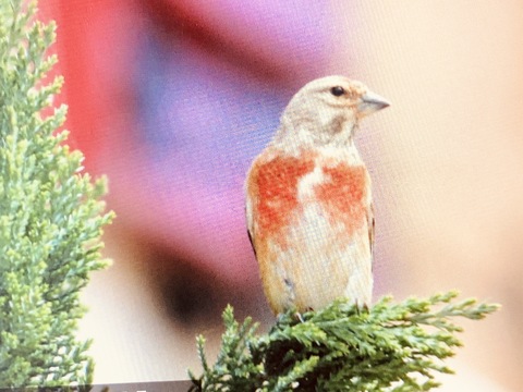 Linotte mélodieuse