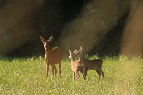 Femelle chevreuil et ses deux petits