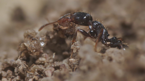 Fourmis noires des jardins creusant des petites cavités et les gravats formes des petits monticules style volcan. 