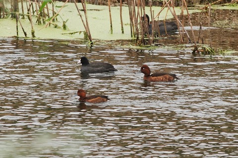 Fuligule nyroca - Aythya nyroca