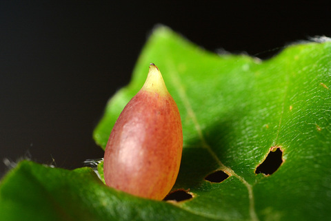 Galle de Mikiola fagi sur feuille de hêtre (Fagus sylvatica)